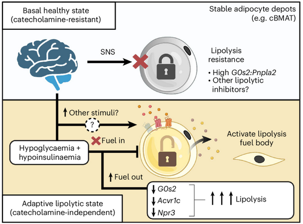 Image from Figure 8i of Zhang et al, summarizing findings with ICV leptin translate to a model of tumour-evoked cachexia.